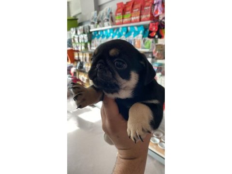 Black tan pug yavrular