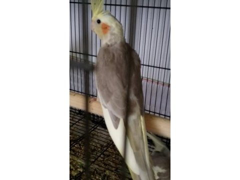 Garanti takım sultan papağanı
