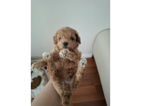 Ailemizde büyüyen maltipoo bebeklerim