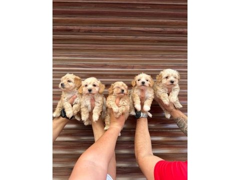 Mini mini maltipoo ev köpekleri