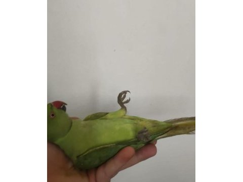 Pakistan papağanı