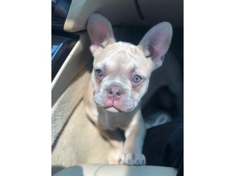 Böyle bir french bulldog güzellik yok