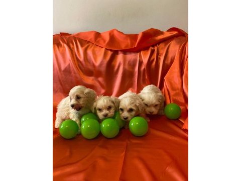 Pamuk gibi maltipoo bebekler