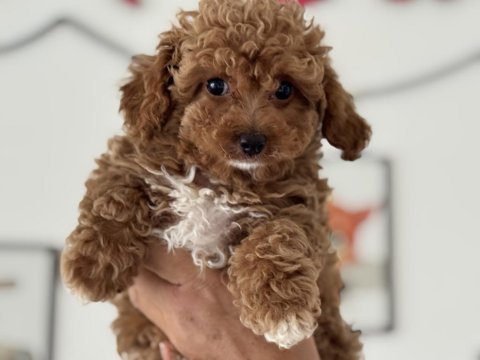 Petmode köpek çiftliğinde ziyarete açık kore maltipoo
