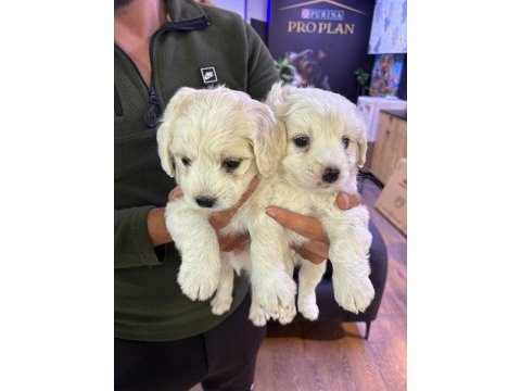 Maltese terrier yavrular ırk sağlık garantili