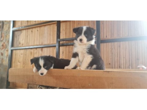 Border collie yavrular
