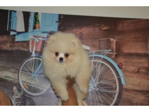 Pomeranian boo antalya dişi
