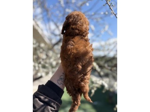 Korekan toy poodle safkan yavrular