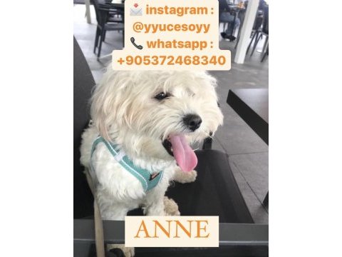 Poodle ayarında antialerjik maltipoo