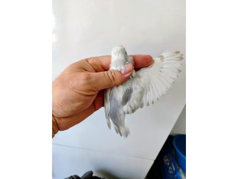 Forpus papağanı damızlık takım