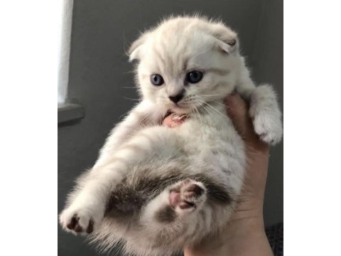 Scottish fold 2 aylık aşıları yapılacak