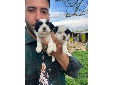 Shih tzu bebeklerimiz