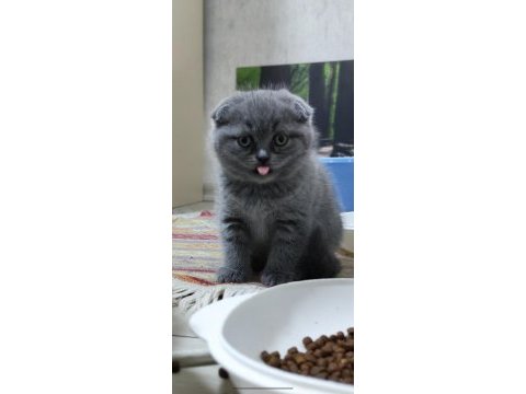 Yeni yuvaları için hazır kediler