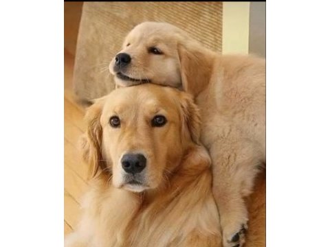 Şeker gibi golden retriever bebekler
