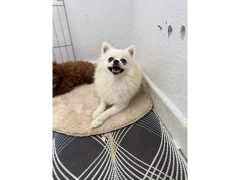 Kar beyazı spitz