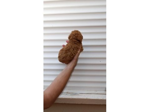 Akıllı toy poodle