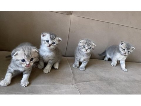 Scottish fold bebeklerim