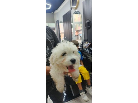 Maltese terrier yavruları