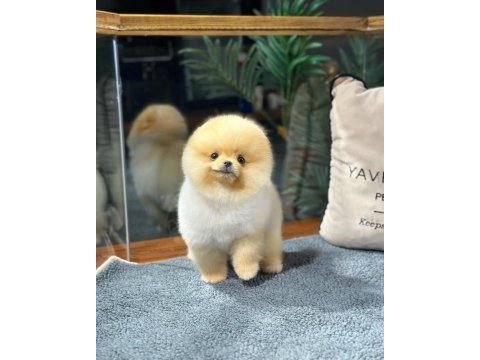 Pomeranian boo yavrular aynı gün gönderim