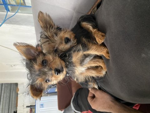 İpek sağlık garantili yorkshire terrier yavrular