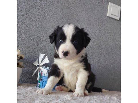 Border collie yavru köpeklerimiz