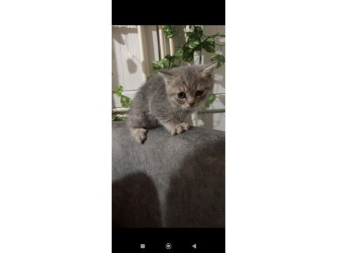 Kedilerimiz 2 aylık scottish fold