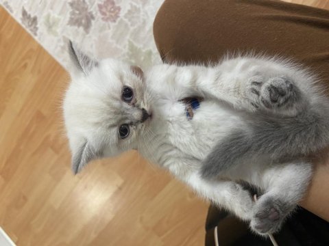 British yavru kedi