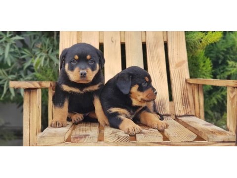Macar koca kafa rottweiler yavrular