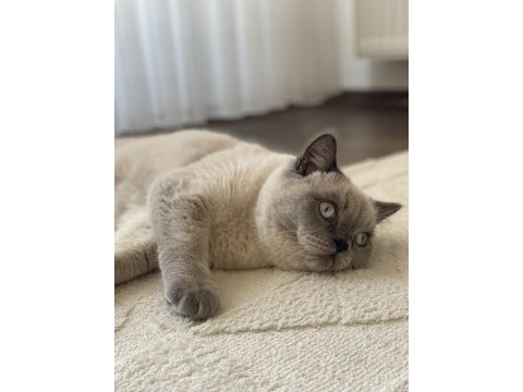 Blue point uyumlu british shorthair kedim
