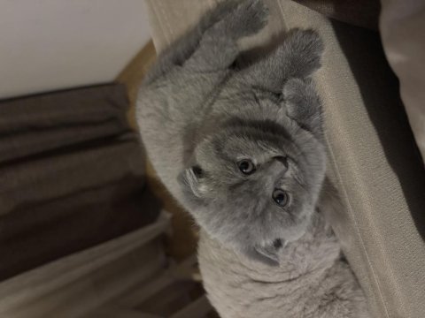 3 tane scottish fold kedimiz biri gri ikisi blue
