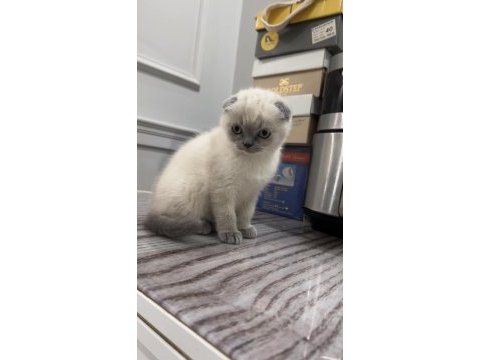 Scottish fold blue point yavru