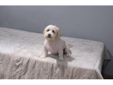 Terrier köpeğimiz