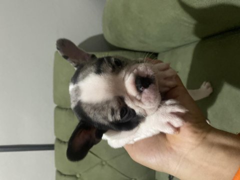İzmir kaliteli french bulldog yavrularım