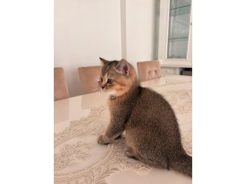 75 günlük british shorthair yeni yuvaya gitmeye hazır