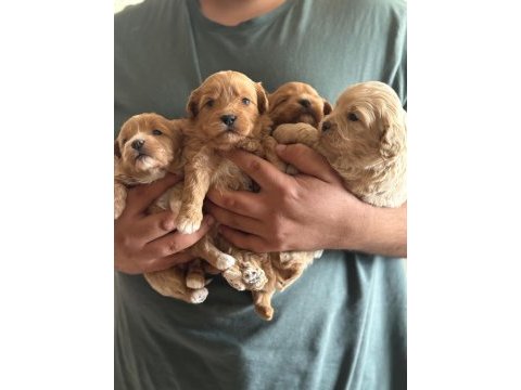 Kilo garantili ev ortamındaki maltipoo yavrularım