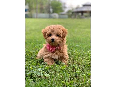 Tüy dökmeyen maltipoo yavrular