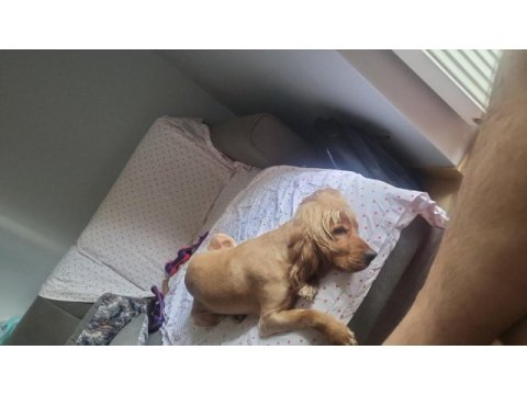 1.5 yaşında tam aşılı cocker spaniel