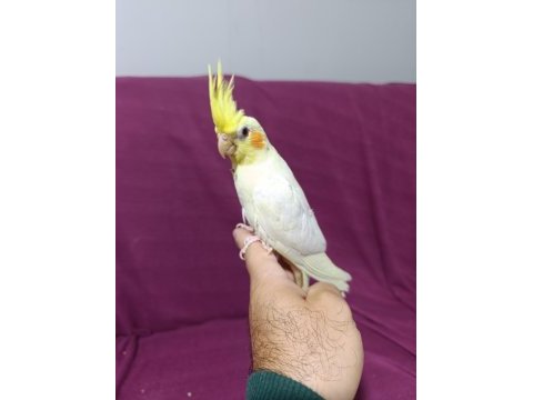3 aylık yavru sultan papağanı