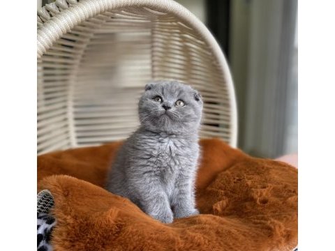Ayı surat mükemmel kalitede lilac scottish fold bebeğimiz