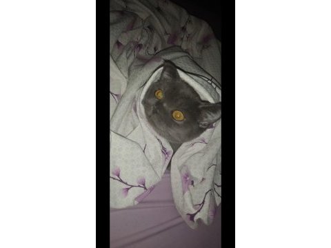 6 aylık yavru sahiplendirilecektir british longhair