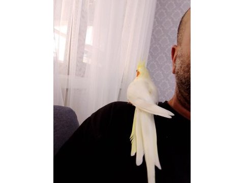 Sultan papağanımız