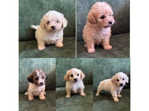 A kalite maltipoo yavruları