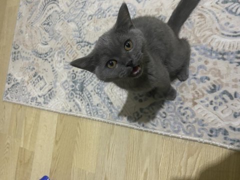 4 aylık dişi british shorthair yavrumuza yuva arıyoruz