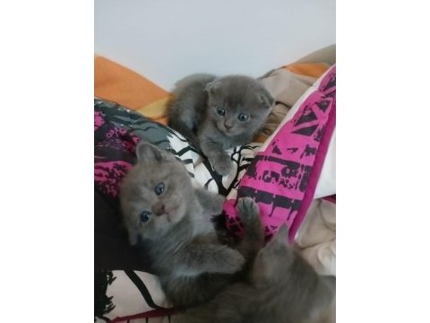 Safkan scottish fold kediler