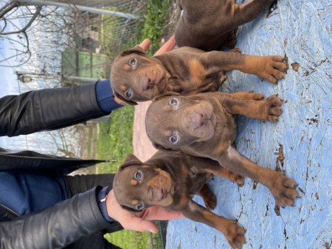 Doberman kızıl ve siyah yavrularım