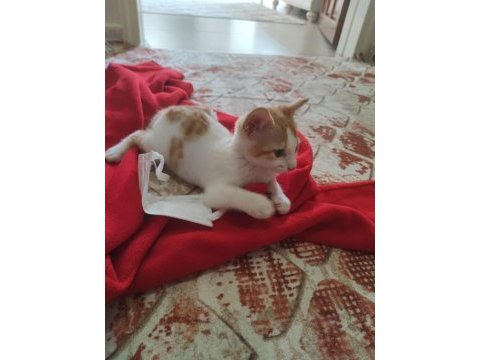Tekir kedimi sahiplendirmek istiyorum