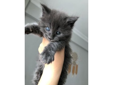 Safkan maine coon yavruları