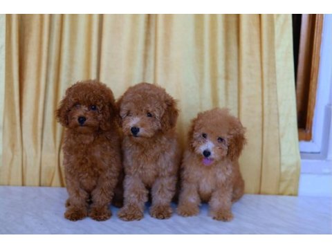 Orjinal toy poodle yavruları 2.5 aylık