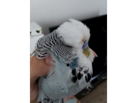 Limon-duman muhabbet kuşu çifti