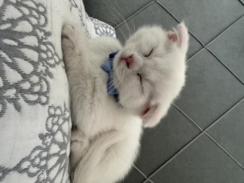 55 günlük scottish fold yavrular yeni yuvalarını arıyorlar